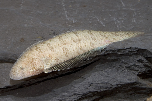 picture of Freshwater Tonguefish Reg                                                                            Synaptura cadenati