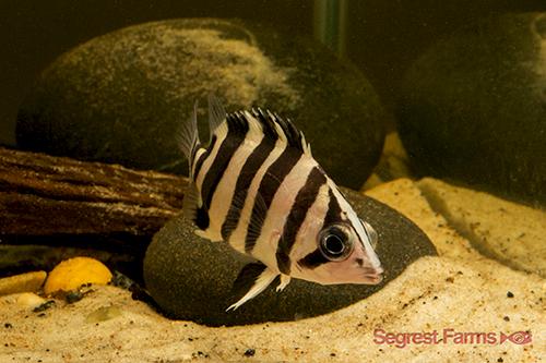 picture of Tiger Datnoid M/S                                                                                    Datnoides microlepis