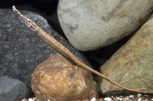 picture of Freshwater Red Stripe Pipefish Med                                                                   Microphis brachyrurus
