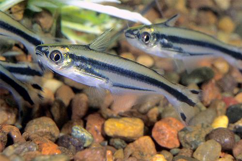 picture of Debauwi Catfish Sml                                                                                  Petitella bleheri