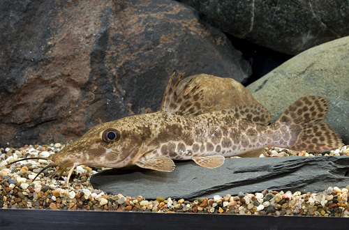 picture of Giraffe-Nosed Catfish Sml                                                                            Auchenoglanis occidentalis