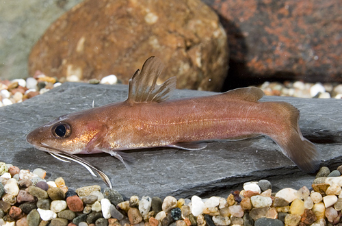 picture of African Moustache Catfish Med                                                                        Phyllonemus typus