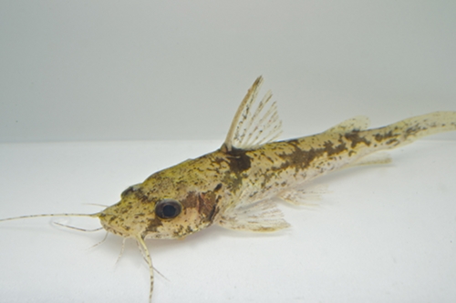 picture of African Ornate Catfish Lrg                                                                           Chrysichthys ornate