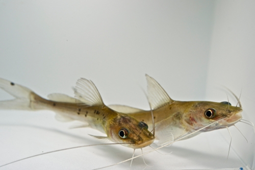 picture of Kampango Catfish Reg                                                                                 Bagrus meridionalis