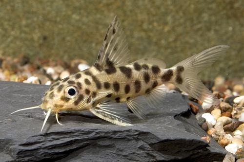 picture of Synodontis Pardalis Catfish Reg                                                                      Synodontis pardalis