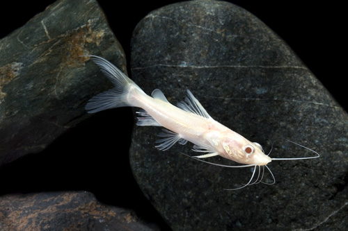 picture of Albino Asian Redtail Catfish Reg                                                                     Mystus nemurus 'Albino'