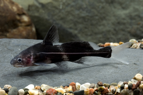 picture of Black Lancer Catfish Xlg                                                                             Bagrichthys hyselopterus