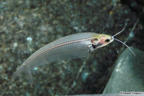 picture of Glass Catfish Reg                                                                                    Kryptopterus bicirrhis