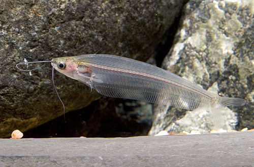 picture of Glass Catfish Lrg                                                                                    Kryptopterus bicirrhis