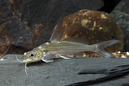 picture of Highfin Mystus Catfish Reg                                                                           Heterobagrus bocourti