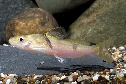 picture of Gold Lancer Catfish Reg                                                                              Batasio havmolleri