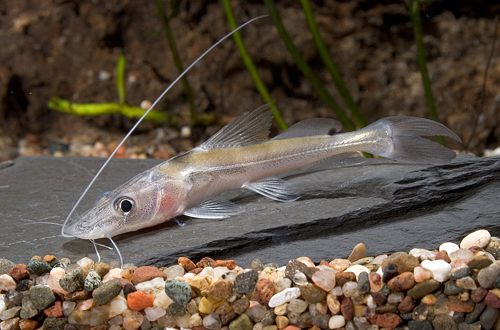 picture of Indian Shovelmouth Catfish Reg                                                                       Sperata aor