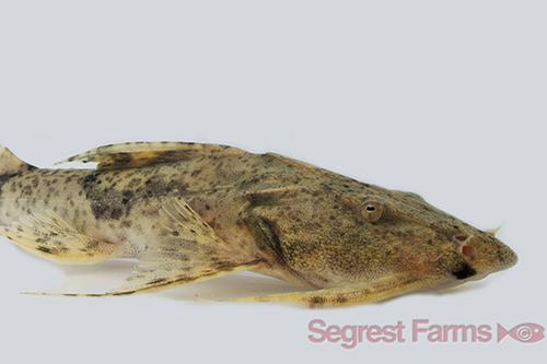 picture of Thai Goonch Catfish Shw                                                                              Bagarius yarrelli