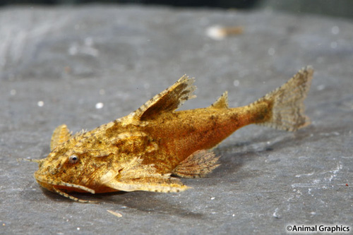 picture of Stone Catfish Sml                                                                                    Hara jerdoni