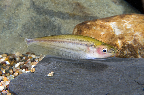 picture of Yellow Glass Catfish Reg                                                                             Pseudotropius sp.