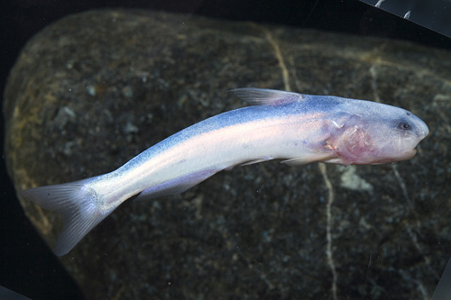picture of Blue Dolphin Catfish Lrg                                                                             Cetopsis coecutiens