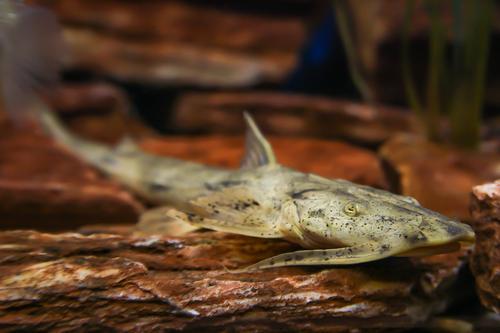 picture of Crocodile Catfish Jbo                                                                                Bagarius suchus