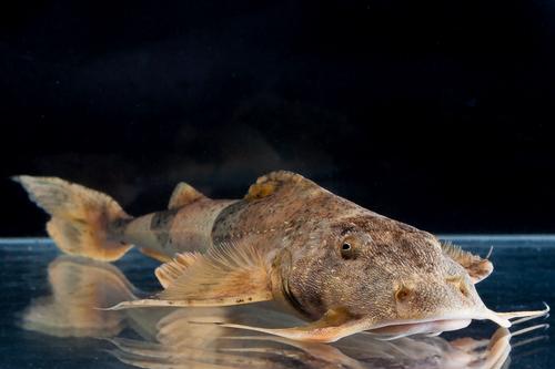 picture of Indian Goonch Catfish Lrg                                                                            Bagarius bagarius