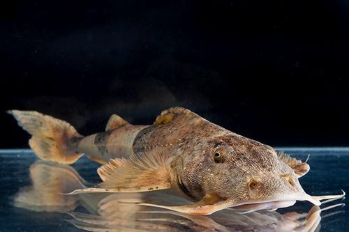 picture of Indian Goonch Catfish Xlg                                                                            Bagarius bagarius