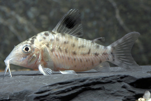 picture of Brevirostris Corydoras CW27 Med                                                                      Corydoras cf. brevirostris CW 27