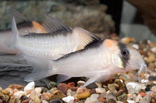 picture of Adolfoi Corydoras Rio Negro Reg                                                                      Corydoras adolfoi