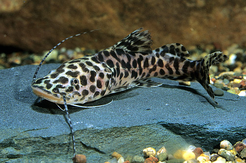 picture of Amazon Catfish Sml                                                                                   Zungaro zungaro  