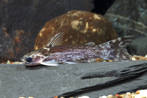 picture of Brown Wood Catfish Reg                                                                               Parauchenipterus sp.