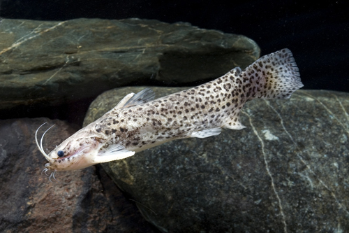picture of Brown Wood Catfish Med                                                                               Parauchenipterus sp.