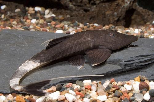 picture of Chameleon Loricaria Catfish Reg                                                                      Pseudohemiodon apithanos