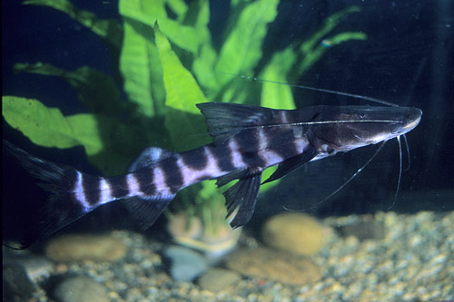 picture of False Tigrinus Catfish Sml                                                                           Brachyplatystoma juruense