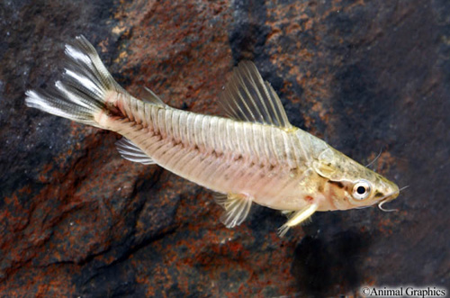 picture of Flagtail Porthole Catfish Lrg                                                                        Dianema urostriata