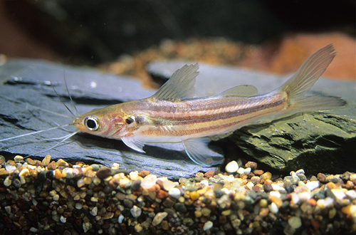 picture of Four Line Pictus Catfish Sml                                                                         Pimelodus blochii