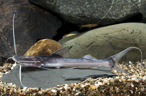 picture of Slobbering Catfish Med                                                                               Goslinea platynema