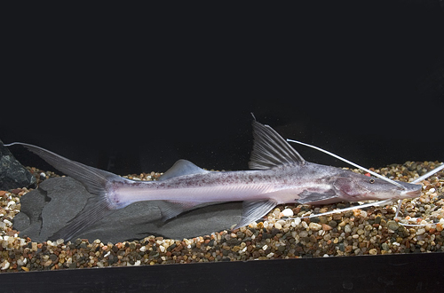 picture of Slobbering Catfish Lrg                                                                               Goslinea platynema