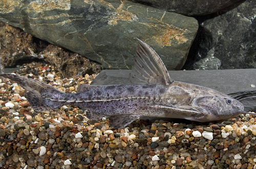 picture of Granulated Catfish Reg                                                                               Pterodoras granulosus