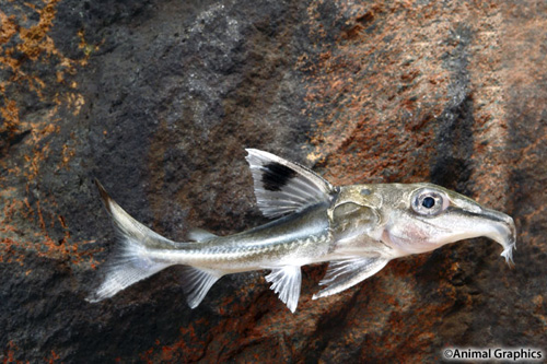 picture of Hassar Catfish Med                                                                                   Hassar sp.