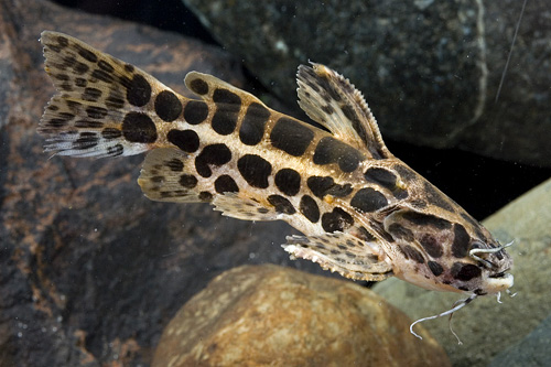 picture of Jaguar Catfish Sml                                                                                   Liosomadoras oncinus