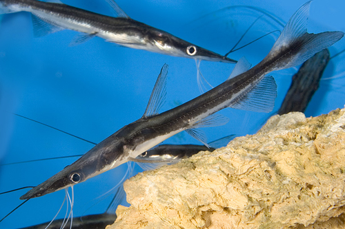picture of Lima Shovelnose Catfish Sml                                                                          Sorubim lima
