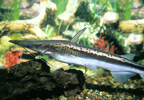 picture of Lima Shovelnose Catfish Lrg                                                                          Sorubim lima