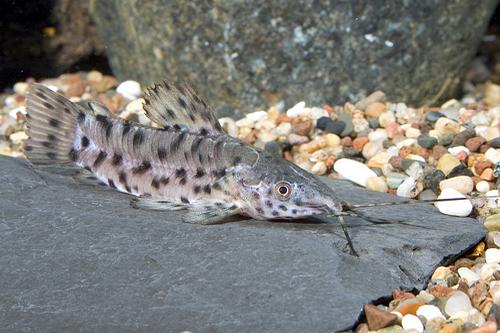 picture of Marbled Hoplo Catfish Sml                                                                            Megalechis thoracata