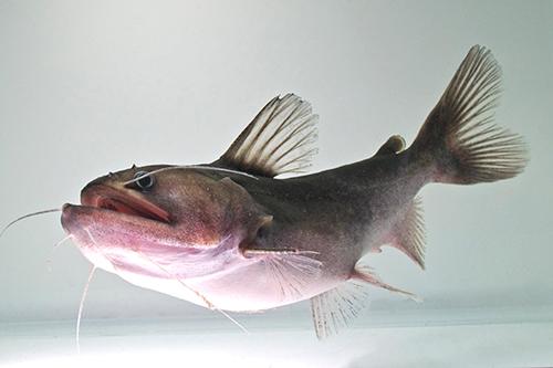 picture of Ogre Gulper Catfish Lrg                                                                              Asterophysus batrachus
