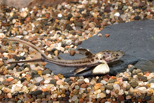 picture of Planiceps Catfish Lrg                                                                                Sorubimichthys planiceps