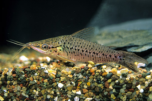 picture of Porthole Catfish Reg                                                                                 Dianema longibarbis