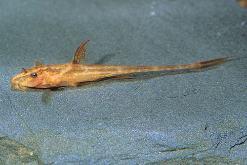 picture of Red Loricaria Catfish Sml                                                                            Rineloricaria sp. l10a