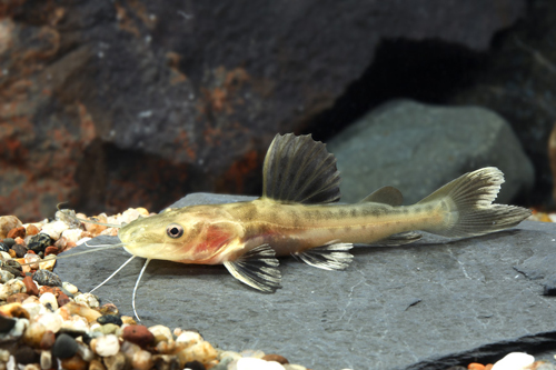picture of Redtail / Tiger Shovelnose Hybrid Catfish Sml                                                        Phractocephalus hemiliopterus x Pseudoplatystoma fasciatum