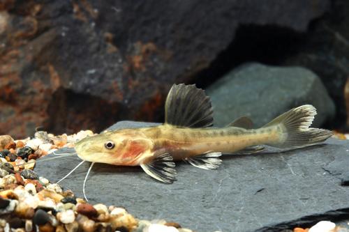 picture of Redtail / Tiger Shovelnose Hybrid Catfish M/S                                                        Phractocephalus hemiliopterus x Pseudoplatystoma fasciatum
