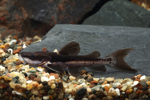 picture of Redtail / Tiger Shovelnose Hybrid Catfish Med                                                        Phractocephalus hemiliopterus x Pseudoplatystoma fasciatum