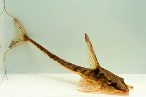 picture of Royal Farlowella Catfish Sml                                                                         Sturisoma aureum