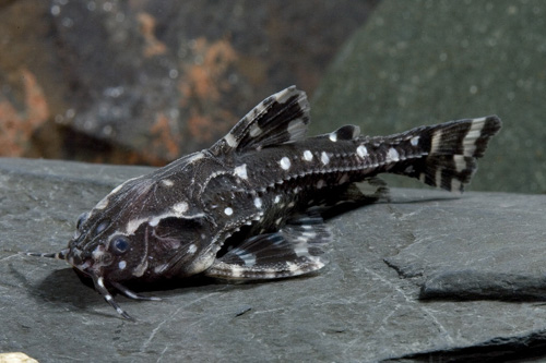 picture of Spotted Raphael Catfish Reg                                                                          Agamyxis pectinifrons