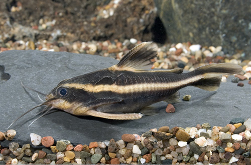 picture of Striped Raphael Catfish Lrg                                                                          Platydoras costatus